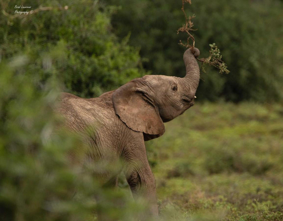 Woodbury Lodge - Amakhala Game Reserve Luaran gambar