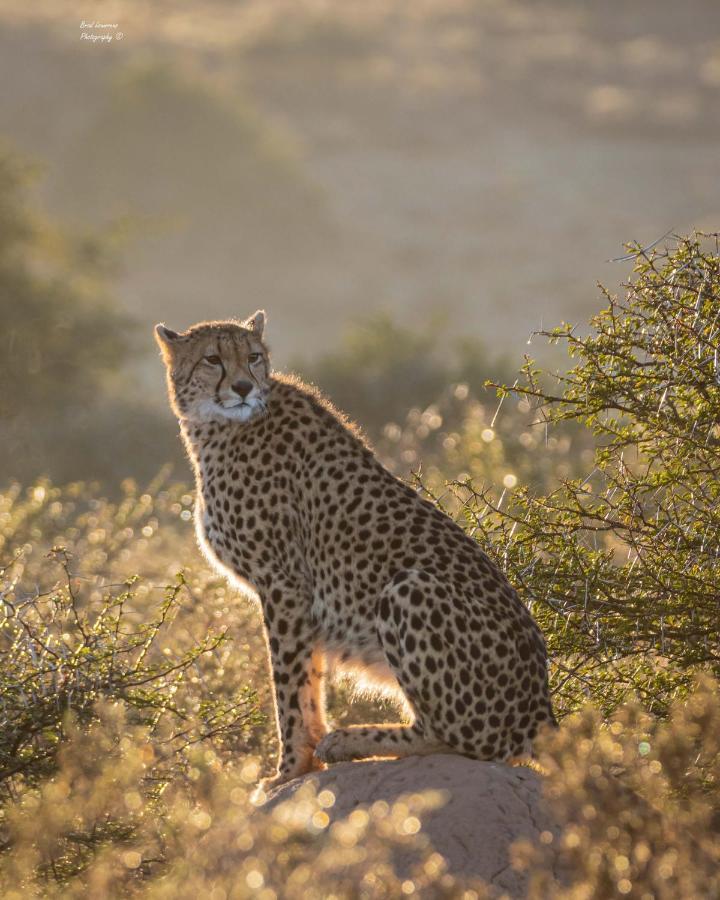 Woodbury Lodge - Amakhala Game Reserve Luaran gambar