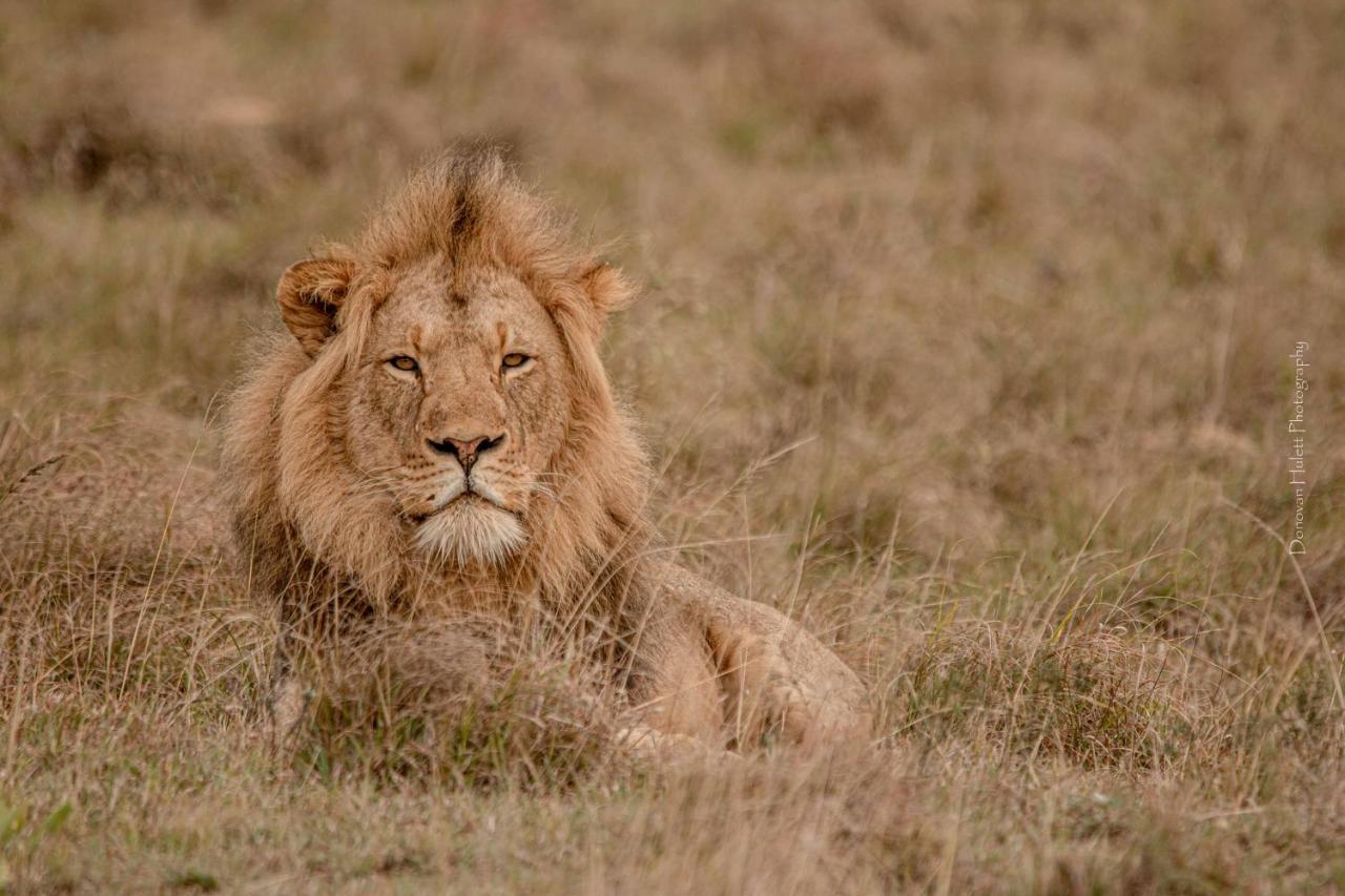 Woodbury Lodge - Amakhala Game Reserve Luaran gambar