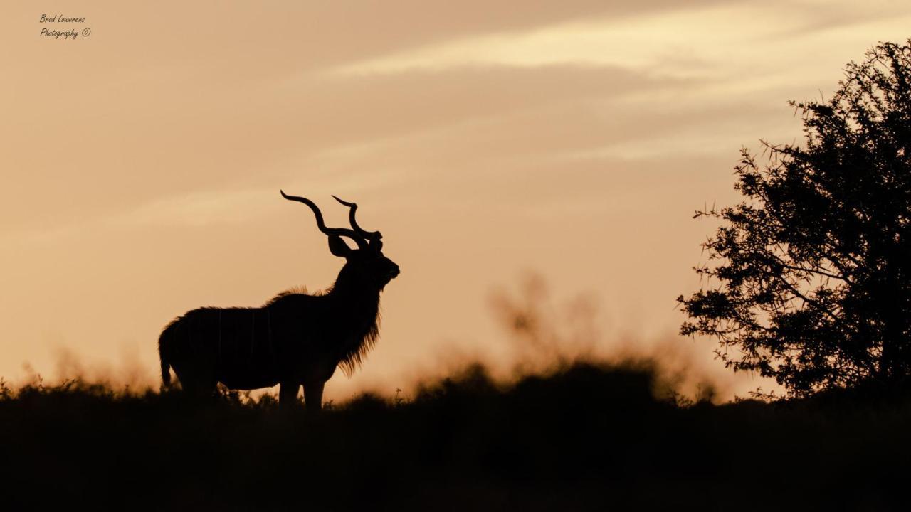 Woodbury Lodge - Amakhala Game Reserve Luaran gambar