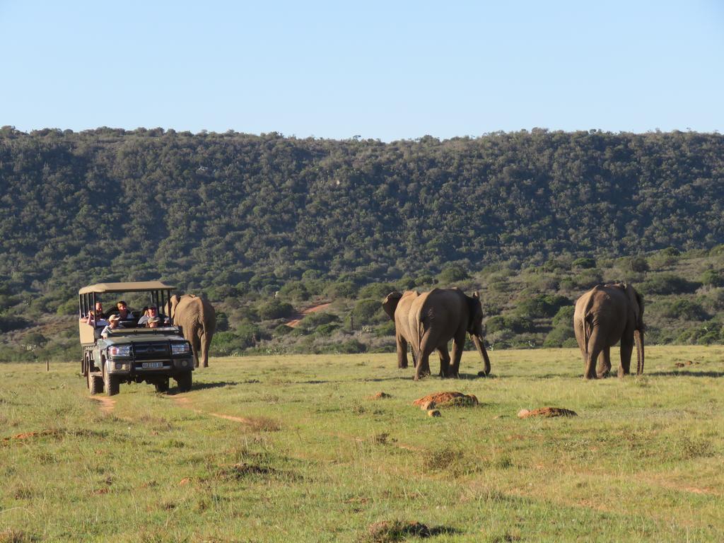 Woodbury Lodge - Amakhala Game Reserve Luaran gambar